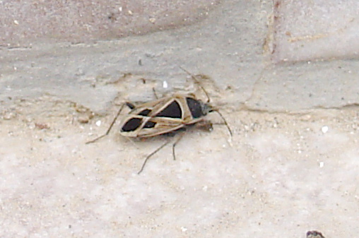 Xanthochilus saturnius